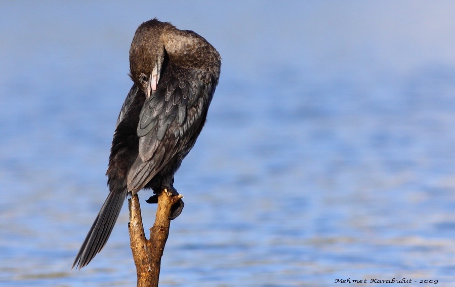 Pygmy Cormorant