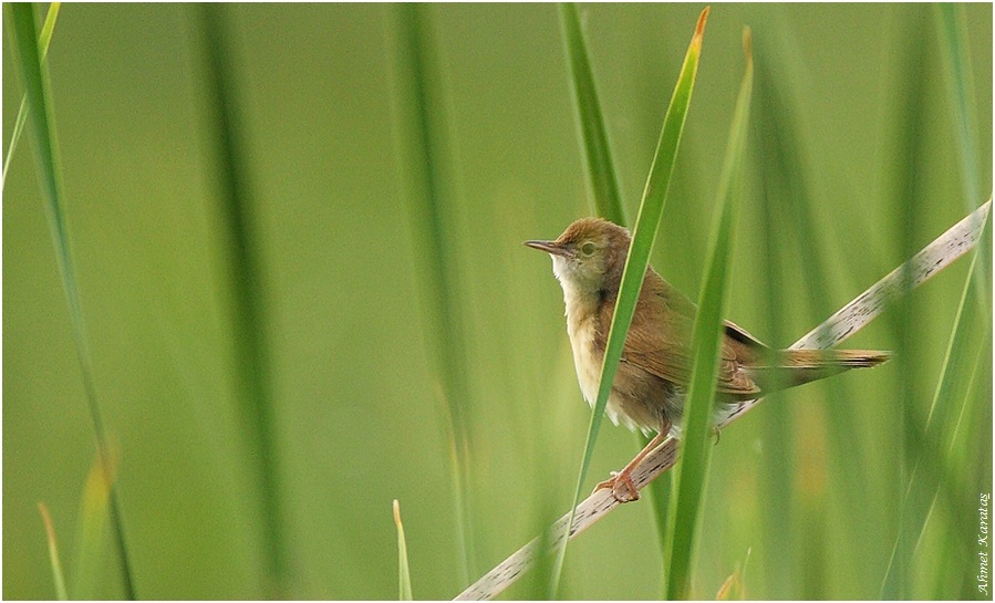 Savi`s Warbler
