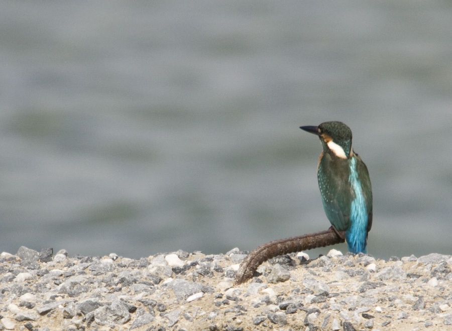 Common Kingfisher