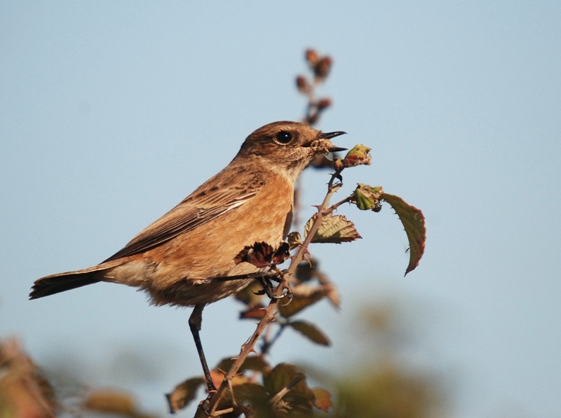 European Stonechat