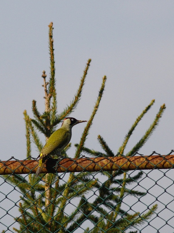 European Green Woodpecker