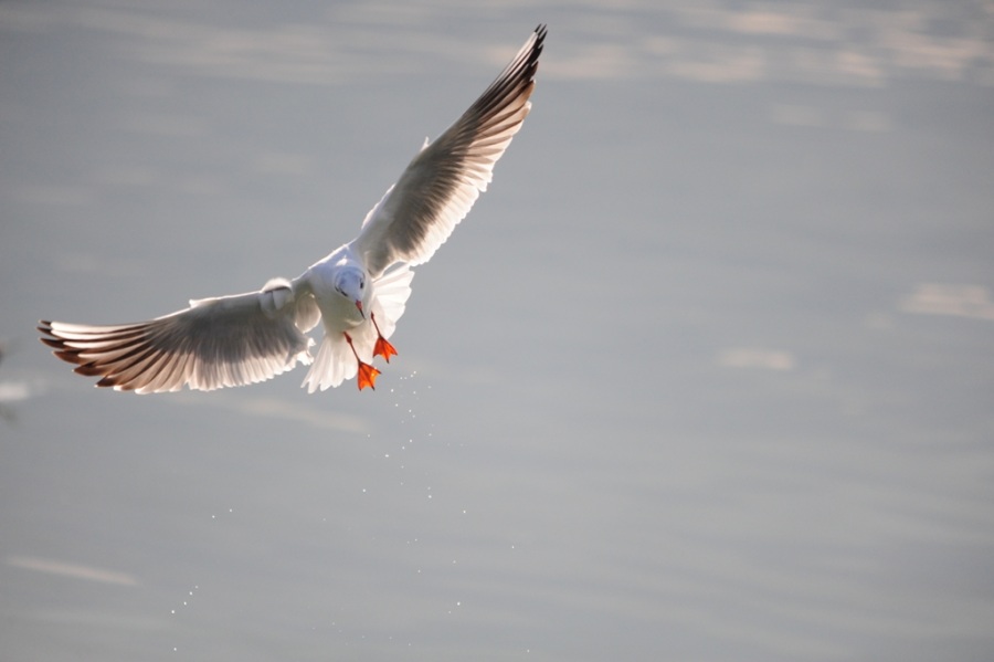 Black-headed Gull