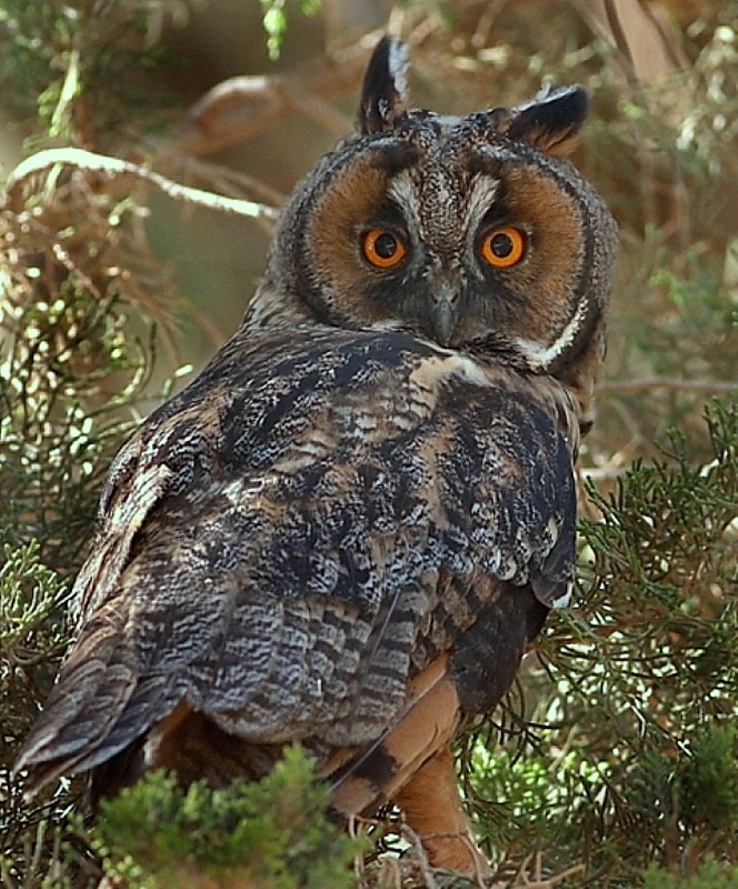 Long-eared Owl