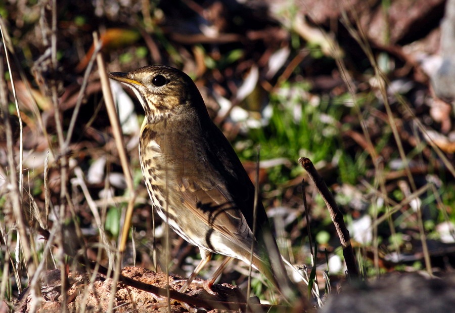 Song Thrush