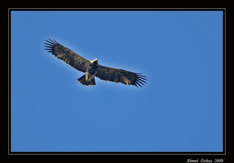 Eastern Imperial Eagle