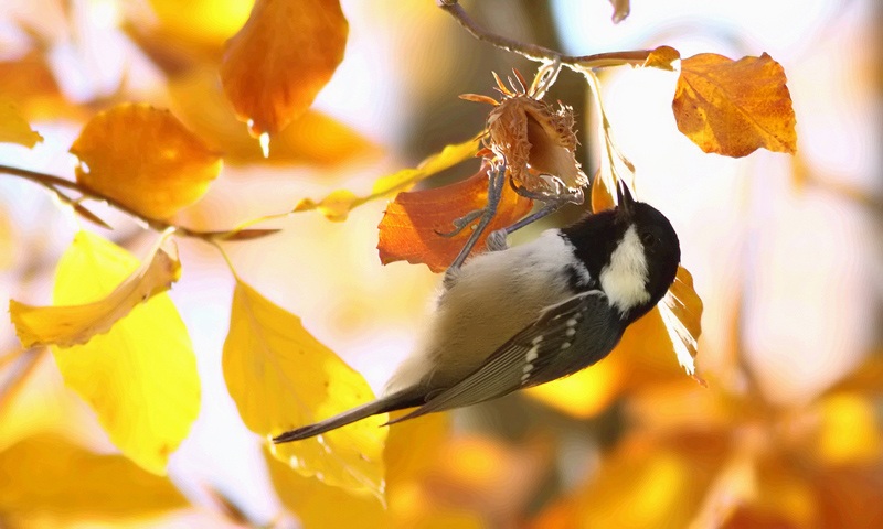 Coal Tit