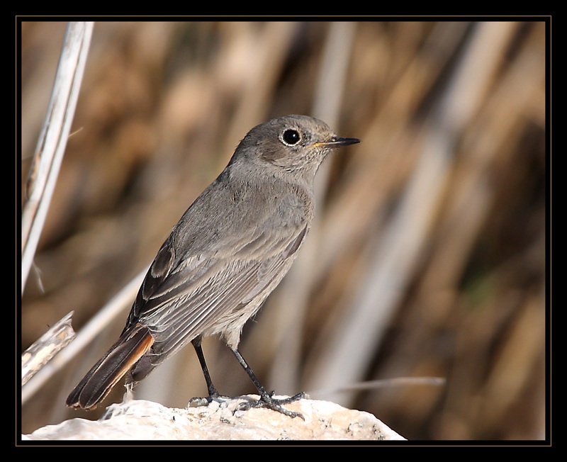 Black Redstart