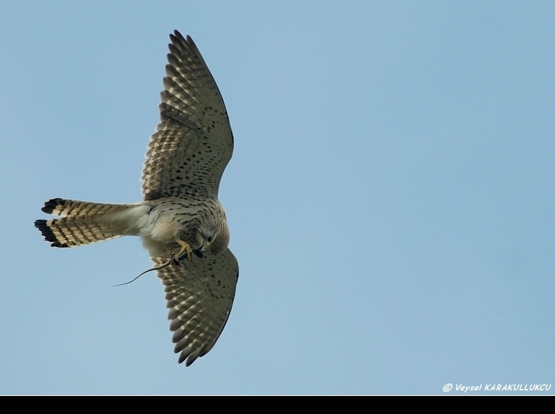 Common Kestrel