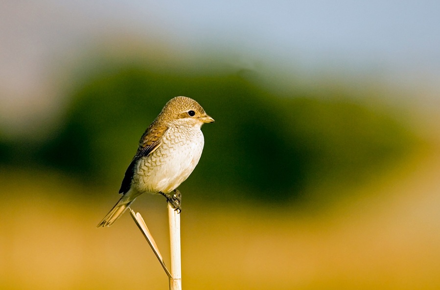 Red-backed Shrike