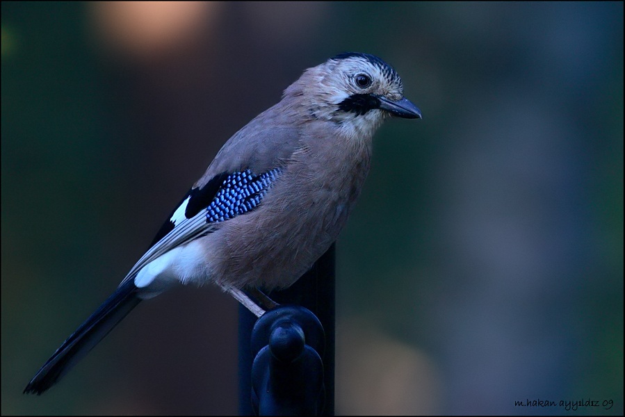 Eurasian Jay