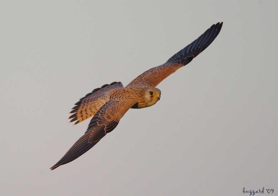 Common Kestrel