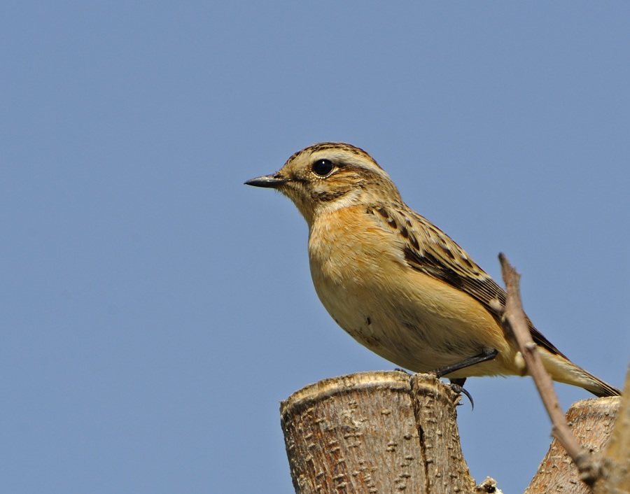 Whinchat