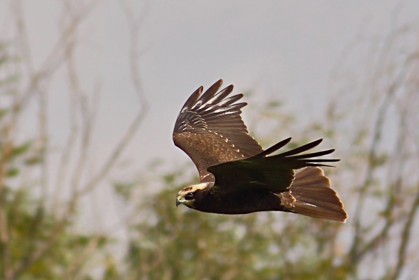 Western Marsh Harrier