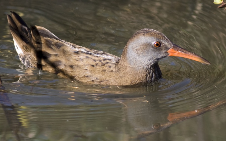 Water Rail