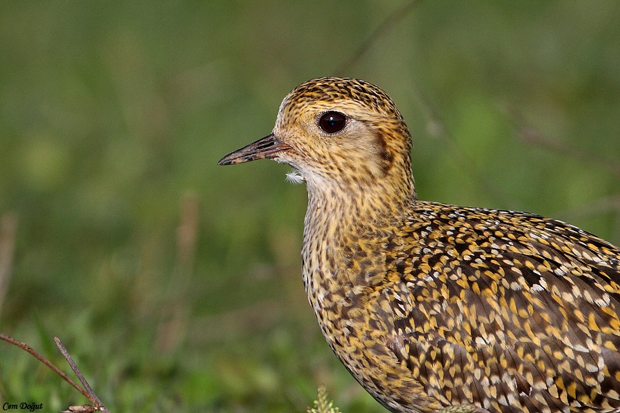 European Golden Plover
