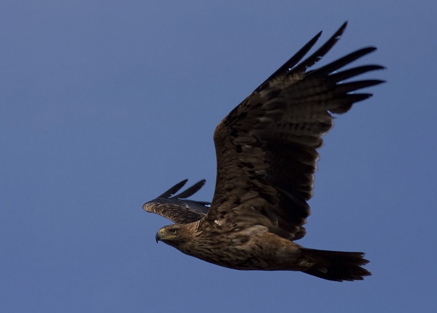 Eastern Imperial Eagle