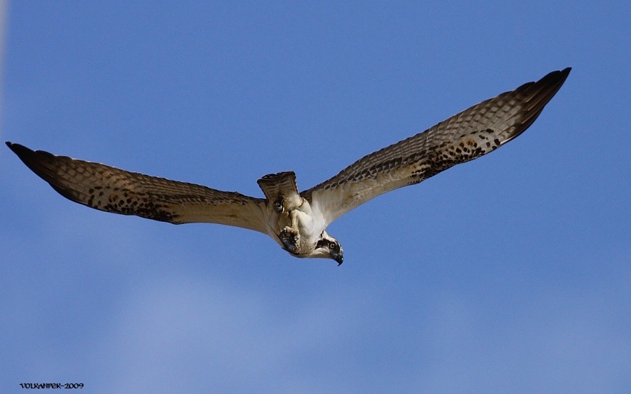 Osprey