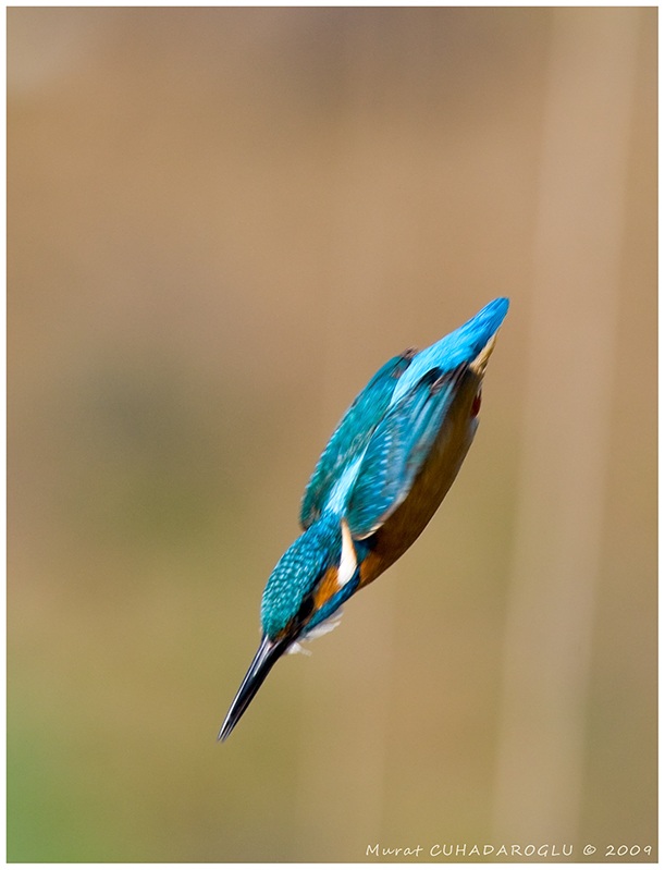 Common Kingfisher