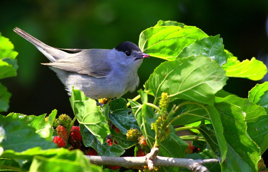 Eurasian Blackcap