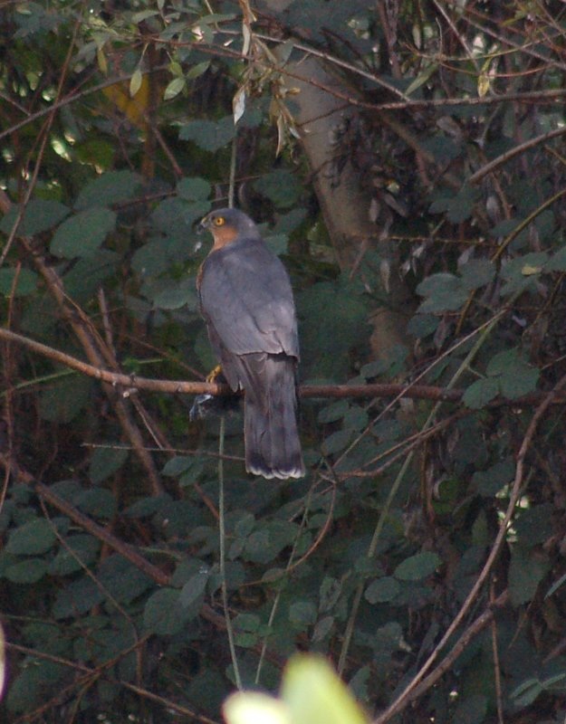 Eurasian Sparrowhawk