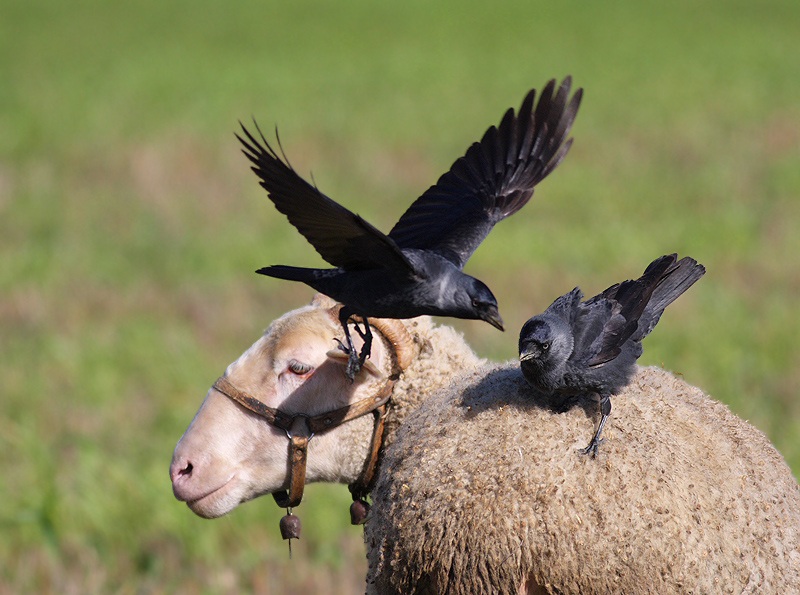 Western Jackdaw