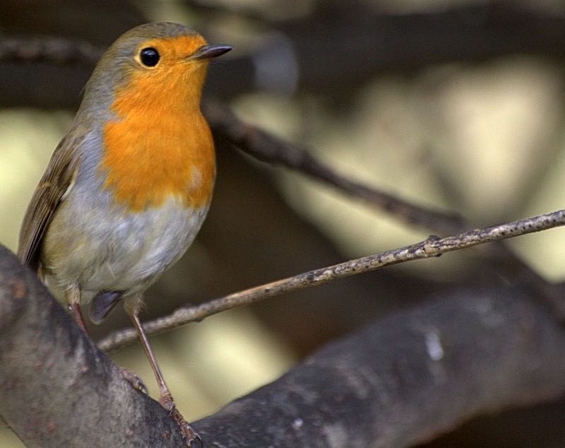 European Robin