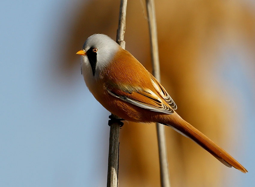 Bearded Reedling