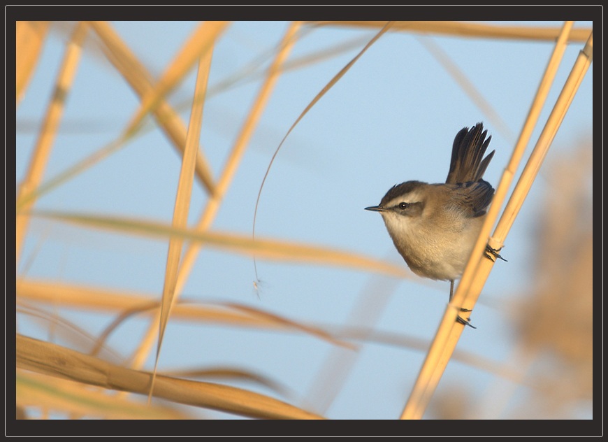 Moustached Warbler