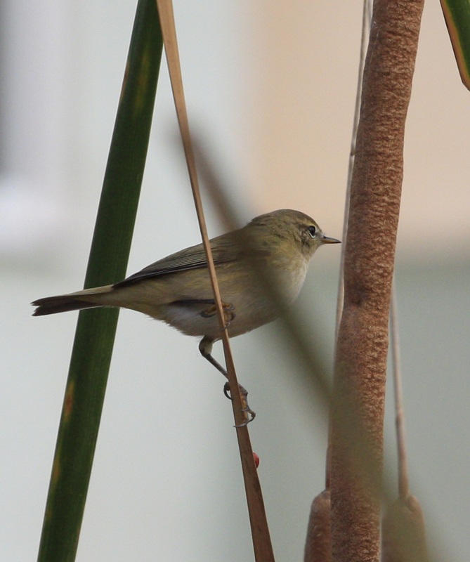 Common Chiffchaff