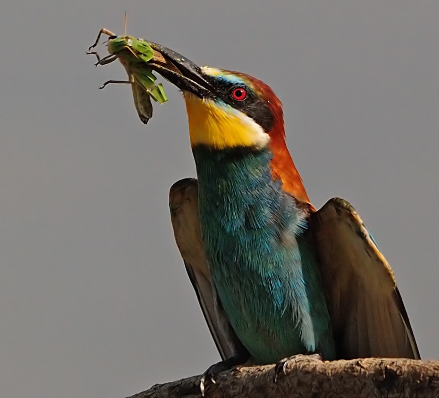 European Bee-eater