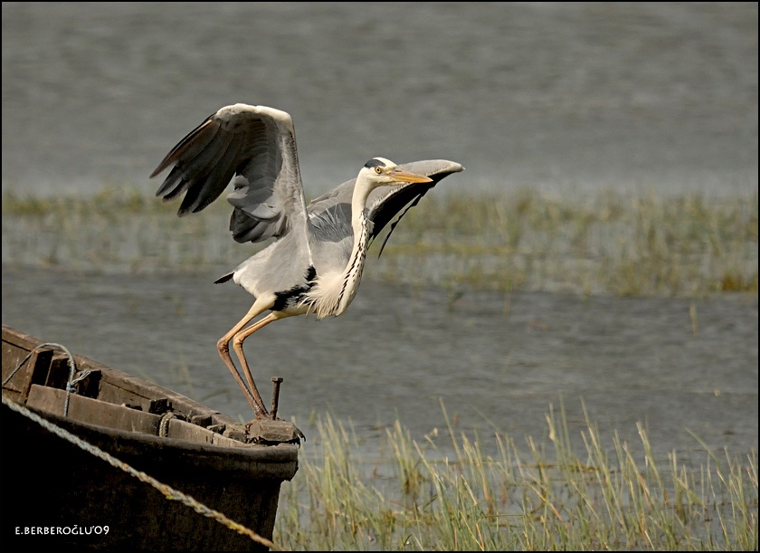 Grey Heron
