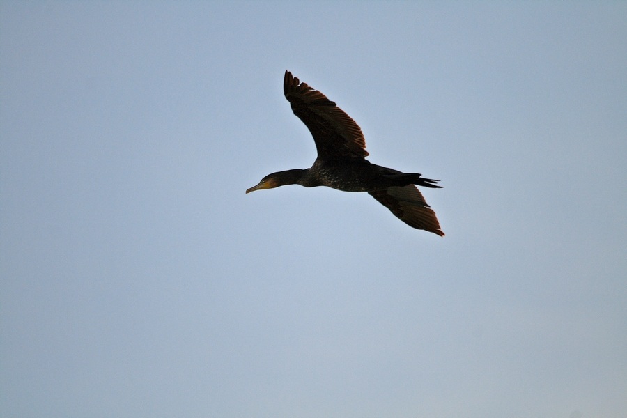 Great Cormorant