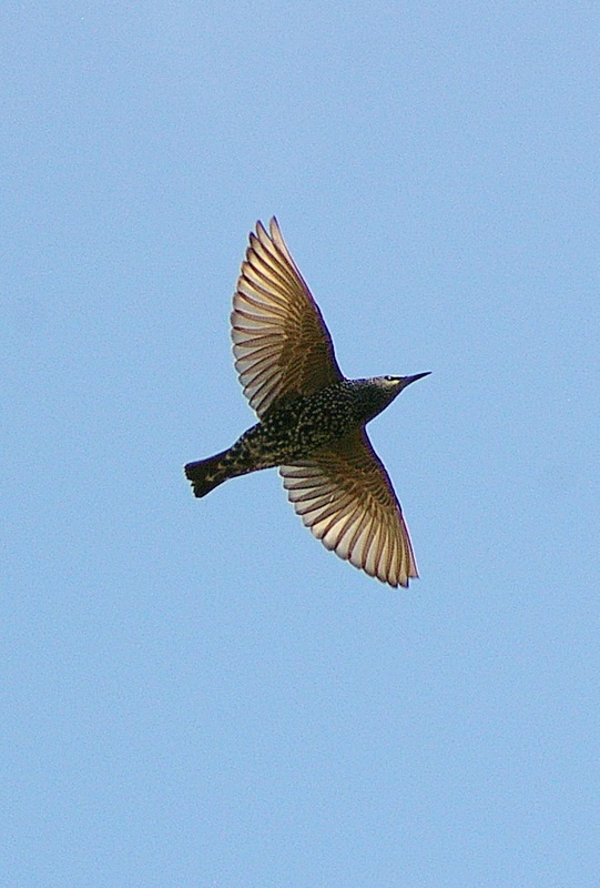 Common Starling