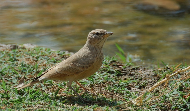 Desert Lark