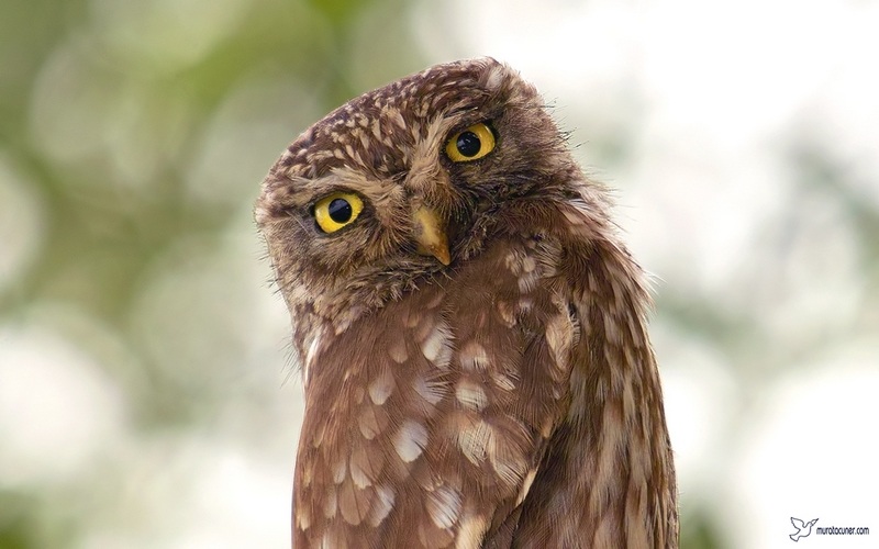 Little Owl
