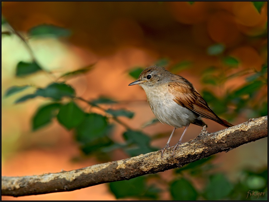 Common Nightingale