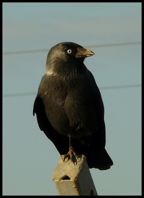 Western Jackdaw