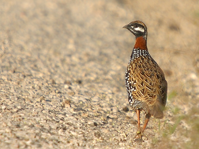 Black Francolin