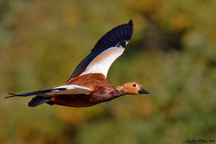 Ruddy Shelduck