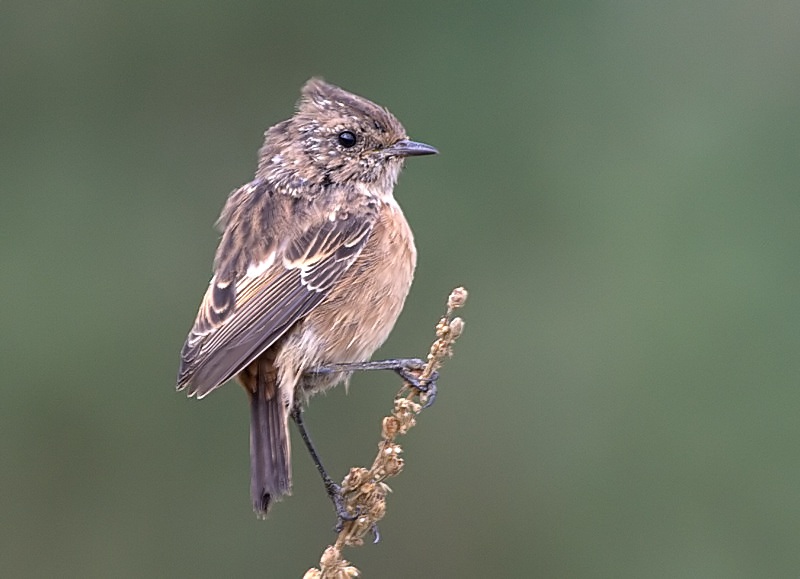 European Stonechat