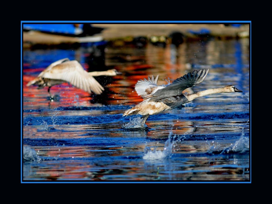 Mute Swan
