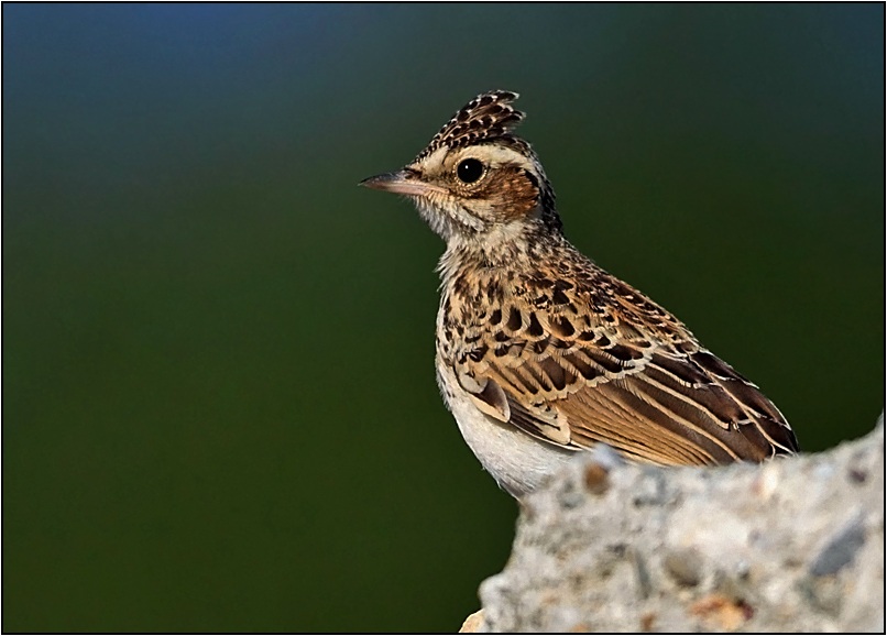 Woodlark