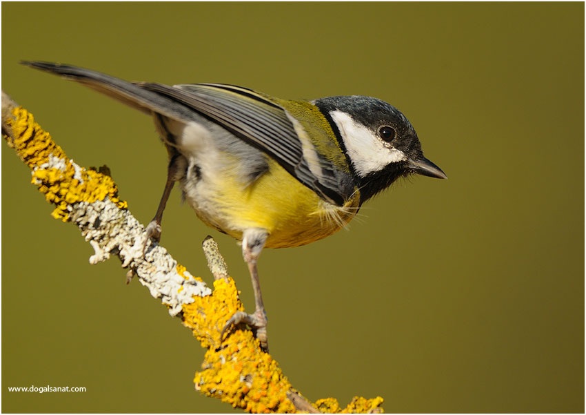 Great Tit