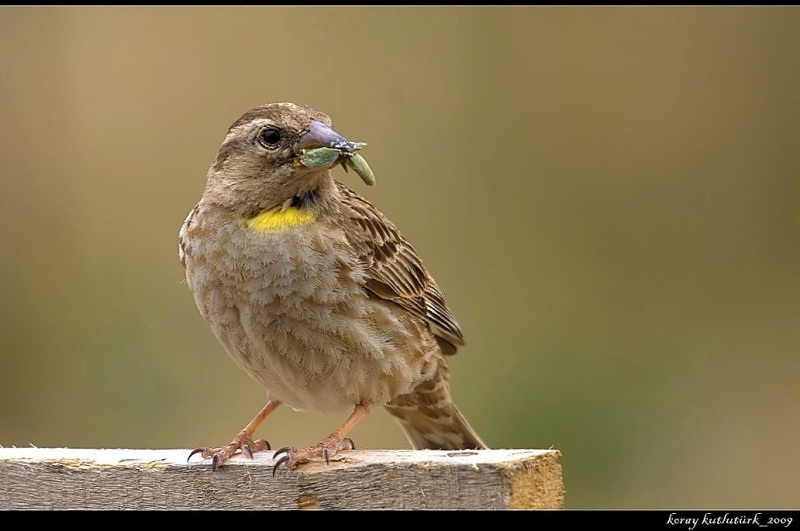 Rock Sparrow