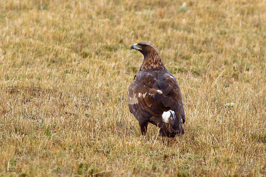 Golden Eagle