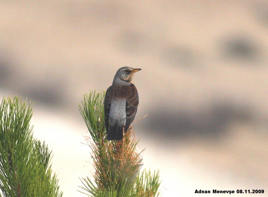 Fieldfare