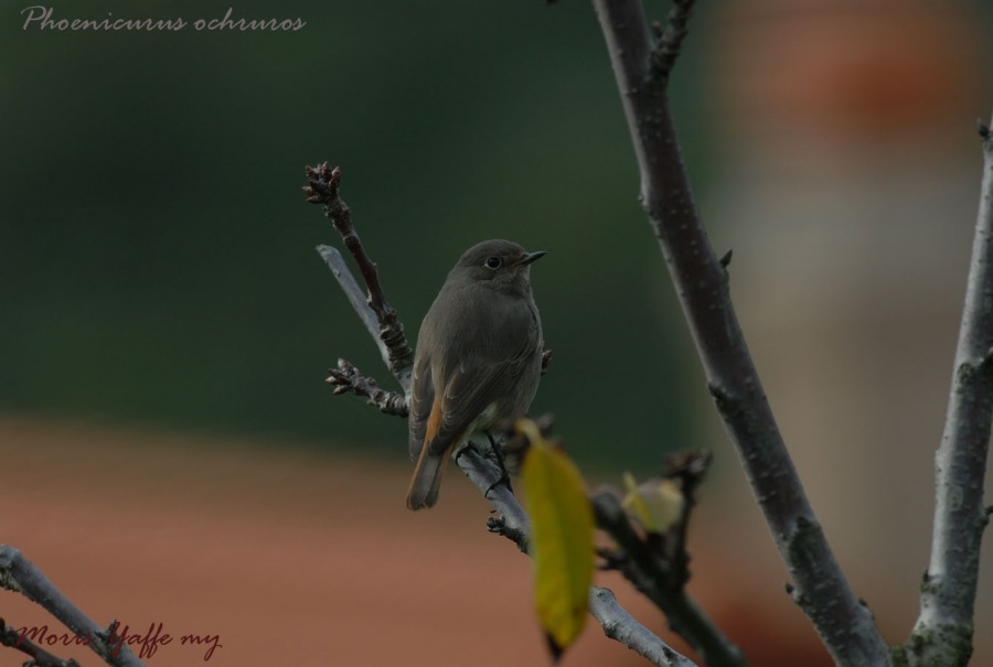 Black Redstart