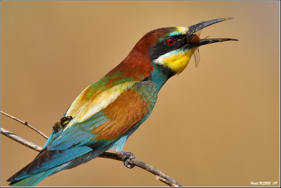 European Bee-eater
