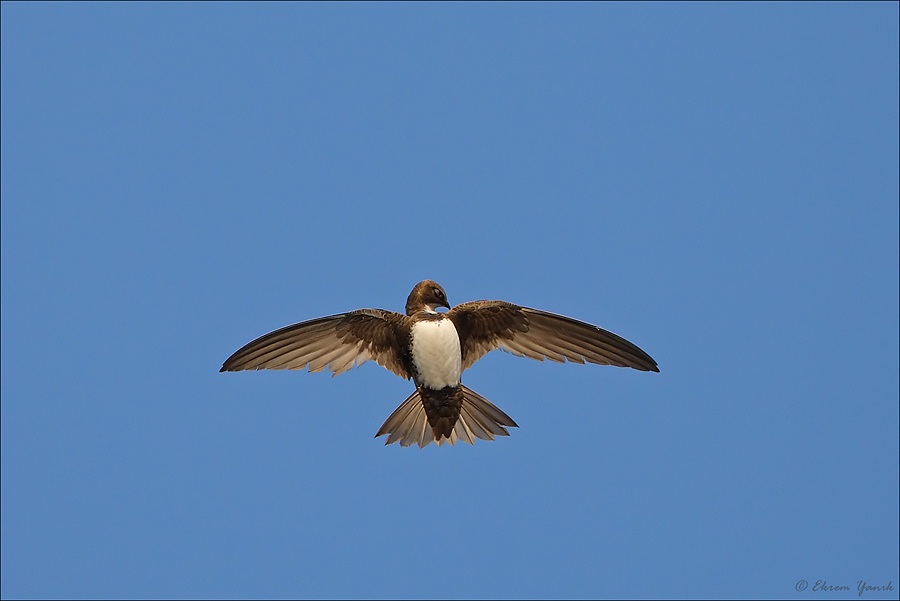 Alpine Swift