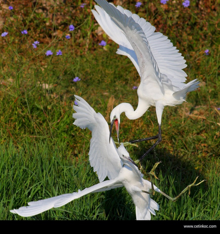 Little Egret
